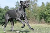 DOGUE ALLEMAND 024
